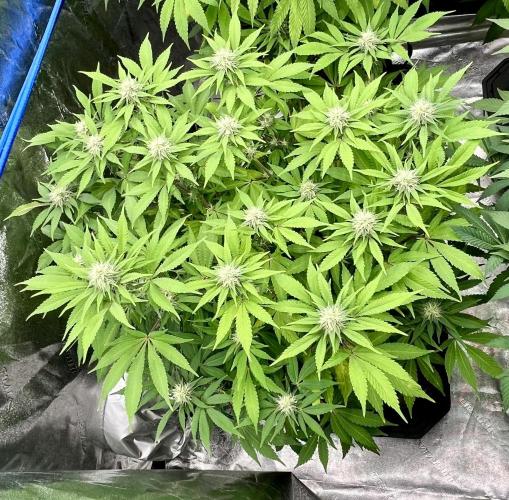 Blue Zushi. Week 13