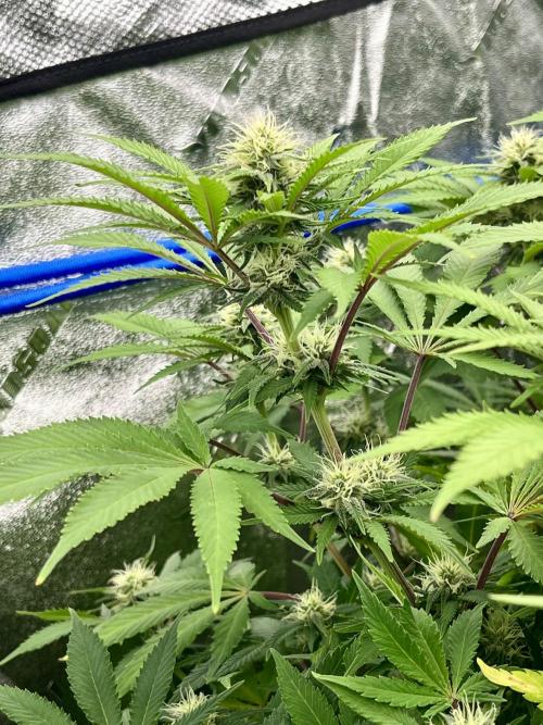 Blue Zushi. Week 13