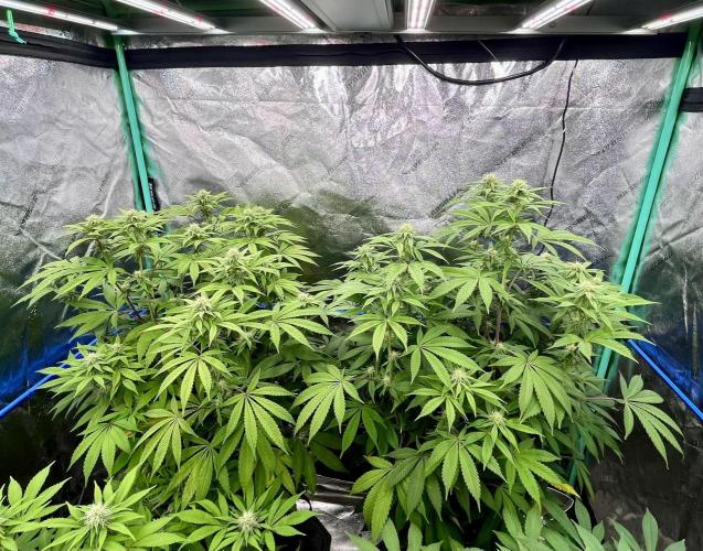 Grandmommy Purple. Week 13