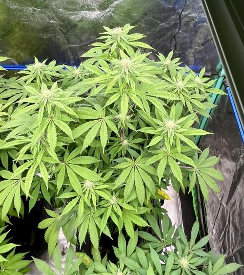 Grandmommy Purple. Week 13
