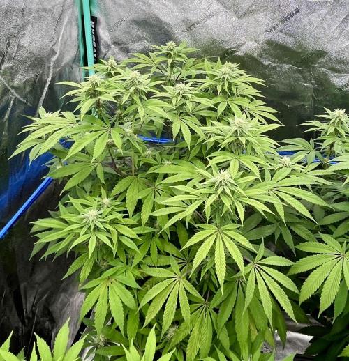 Grandmommy Purple. Week 13