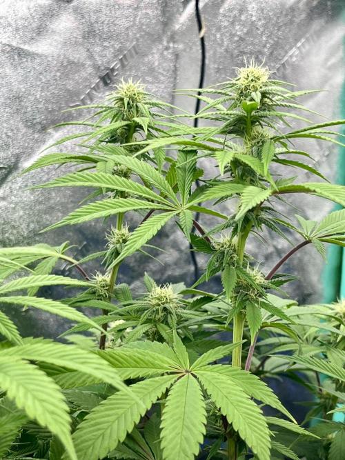 Grandmommy Purple. Week 13
