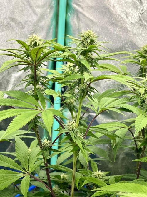 Grandmommy Purple. Week 13