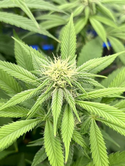 Grandmommy Purple. Week 13