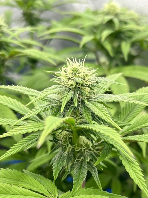 Grandmommy Purple. Week 13