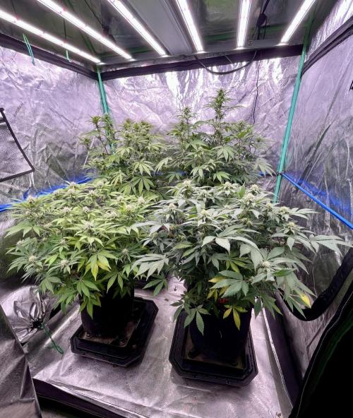 Grandmommy Purple. Week 13