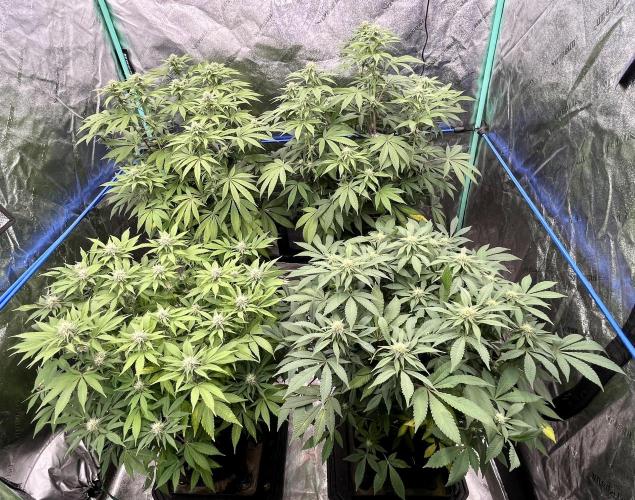 Grandmommy Purple. Week 13