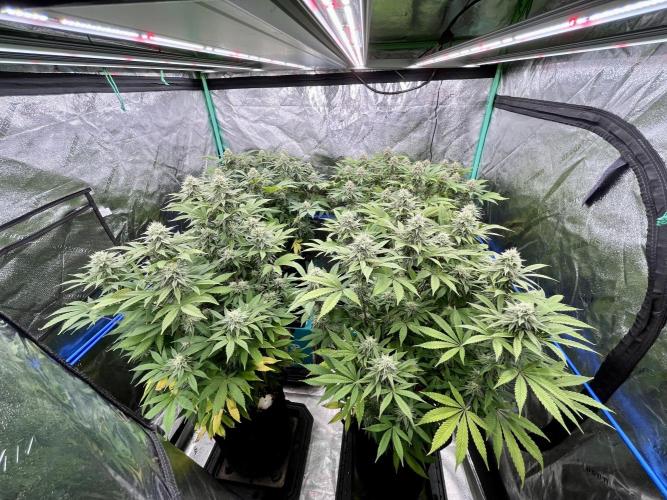 Blue Zushi. Week 15