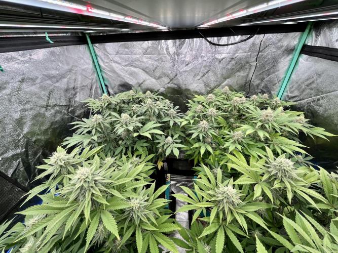 Blue Zushi. Week 15