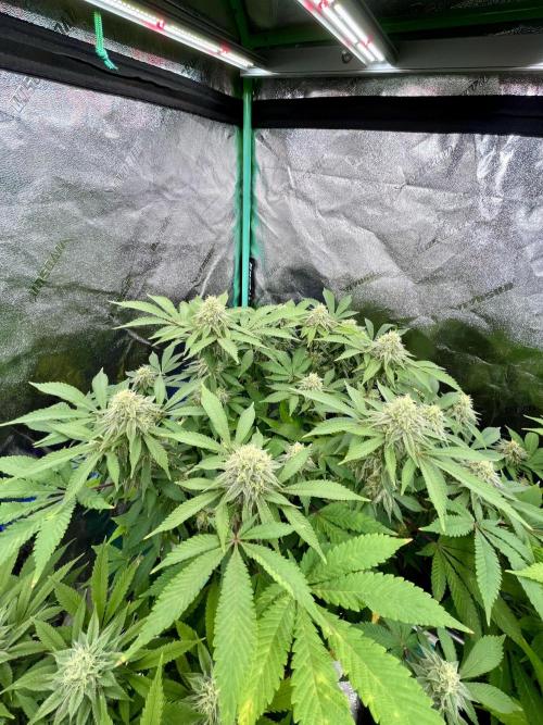 Blue Zushi. Week 15