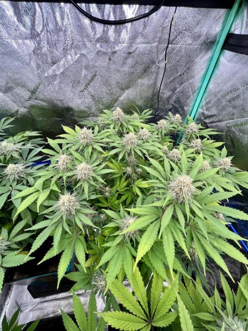 Blue Zushi. Week 15