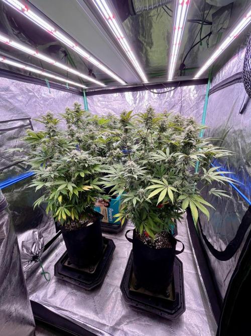 Grandmommy Purple. Week 15