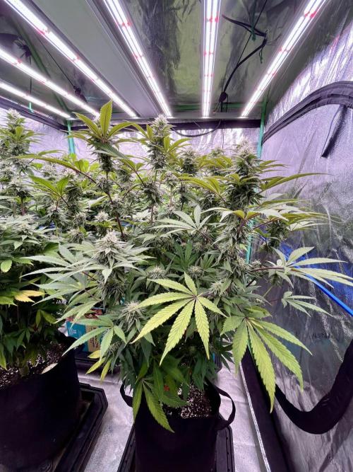 Grandmommy Purple. Week 15