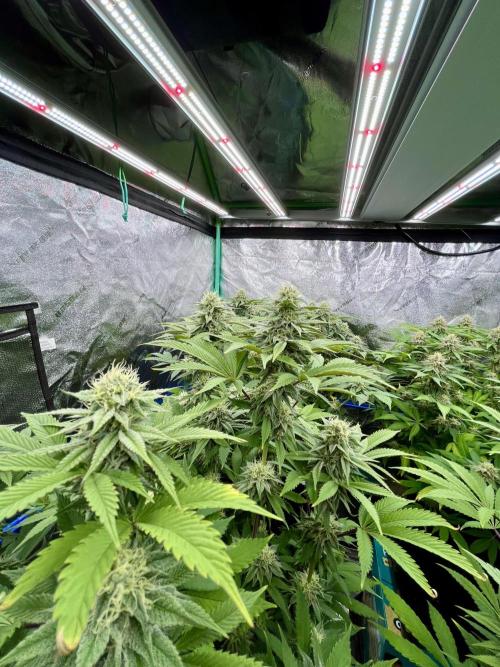 Grandmommy Purple. Week 15