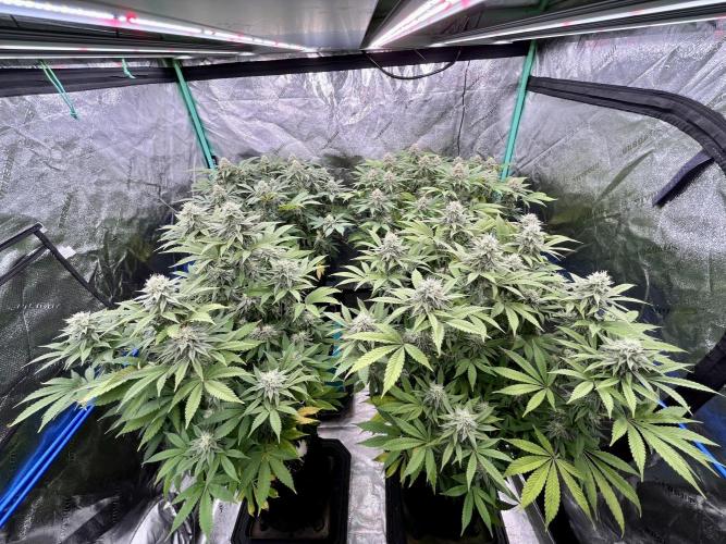 Grandmommy Purple. Week 15