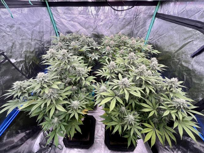Grandmommy Purple. Week 15