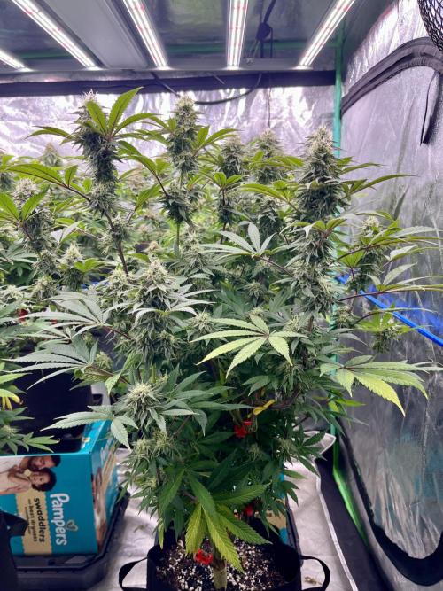 Grandmommy Purple. Week 16