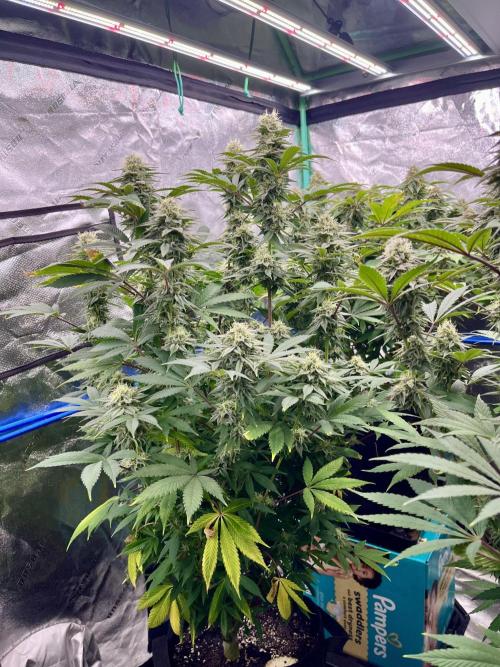 Grandmommy Purple. Week 16