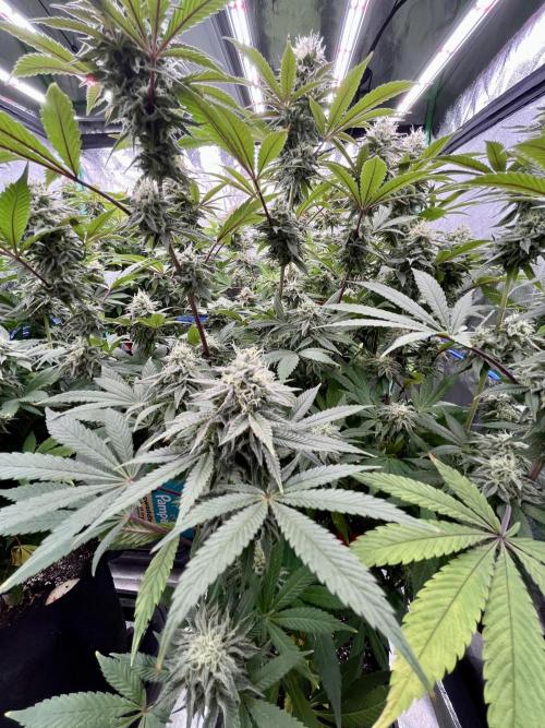 Grandmommy Purple. Week 16