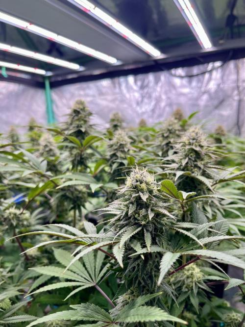 Grandmommy Purple. Week 16