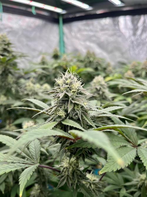 Grandmommy Purple. Week 16