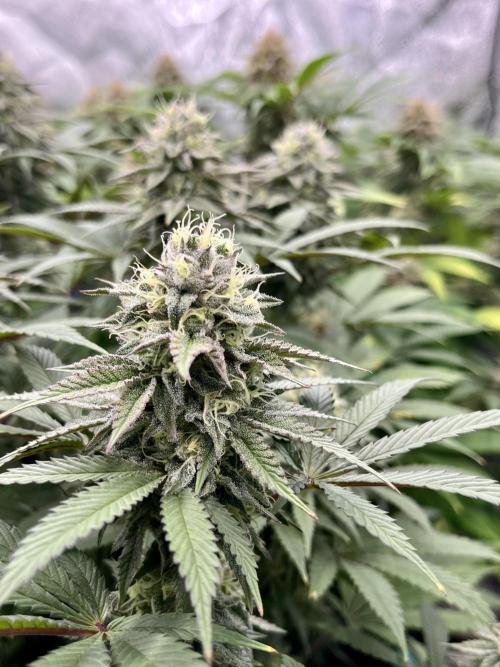Grandmommy Purple. Week 16