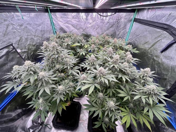 Grandmommy Purple. Week 16
