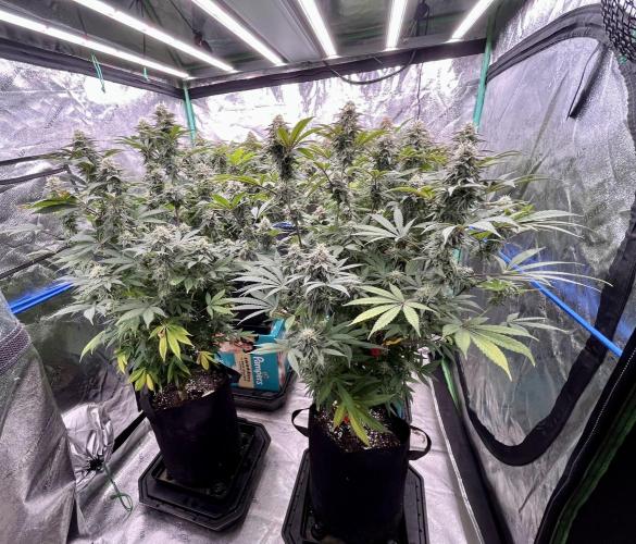 Blue Zushi. Week 16