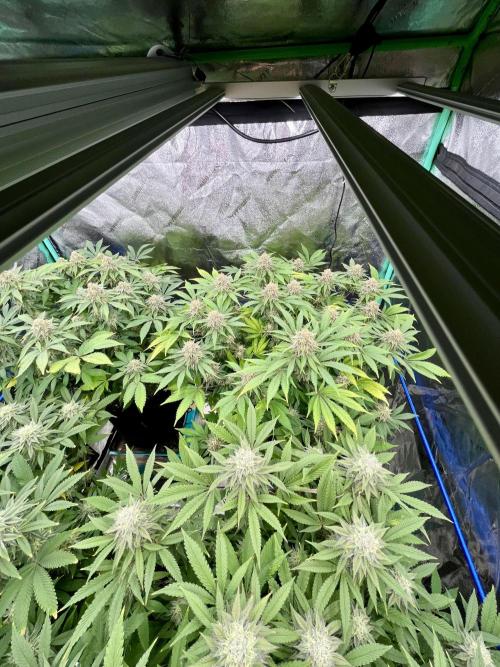 Blue Zushi. Week 16