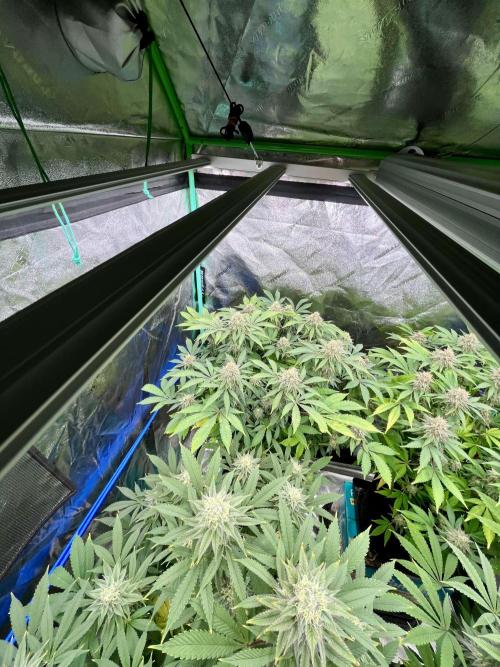 Blue Zushi. Week 16