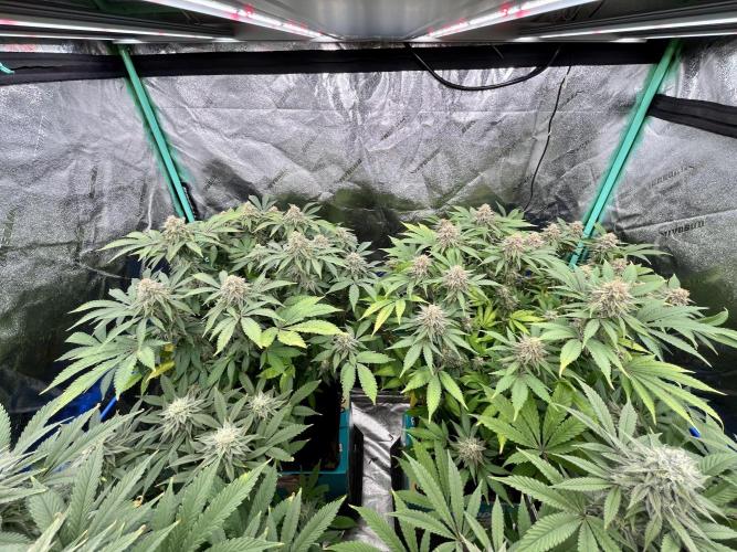 Blue Zushi. Week 16