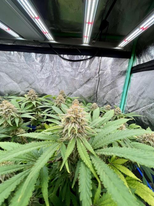 Blue Zushi. Week 16
