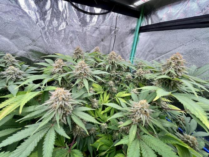 Blue Zushi. Week 16