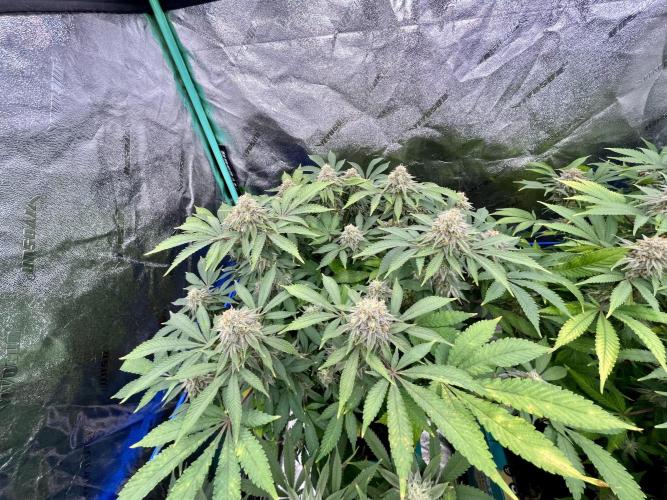 Blue Zushi. Week 16
