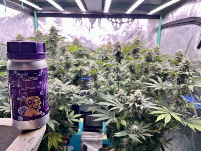 Grandmommy Purple. Week 16