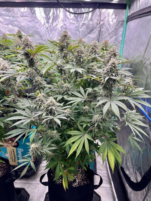 Grandmommy Purple. Week 17