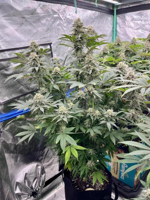 Grandmommy Purple. Week 17