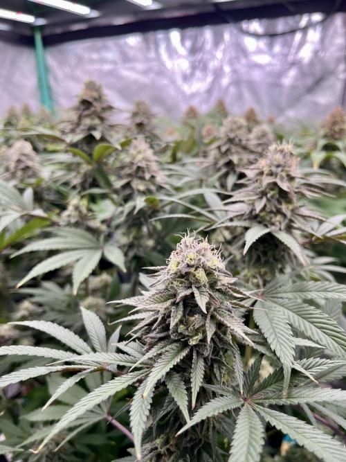 Grandmommy Purple. Week 17