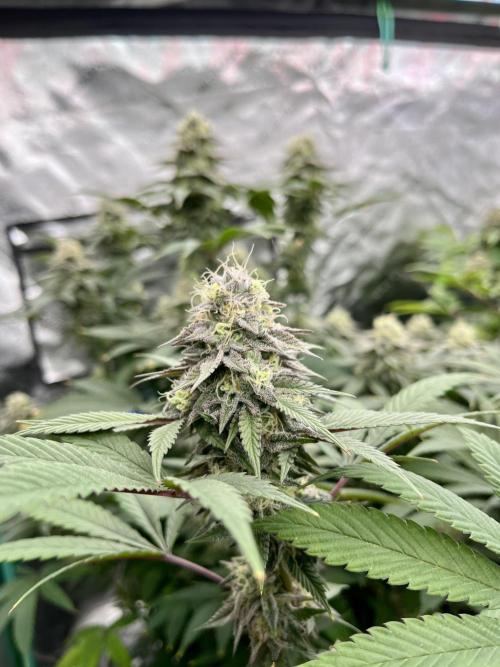 Grandmommy Purple. Week 17