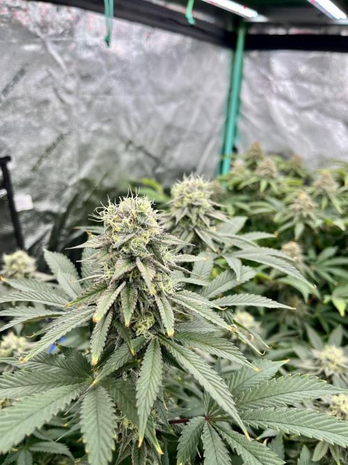 Grandmommy Purple. Week 17