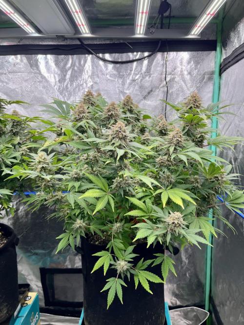 Blue Zushi. Week 17