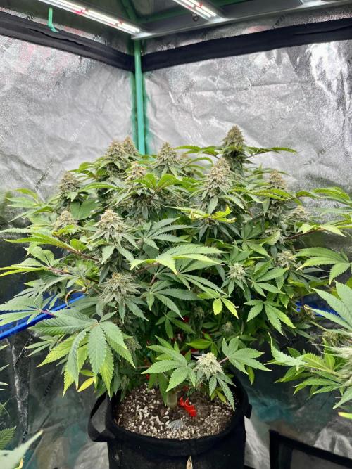 Blue Zushi. Week 17