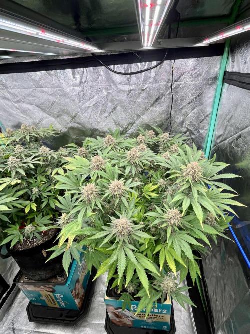 Blue Zushi. Week 17