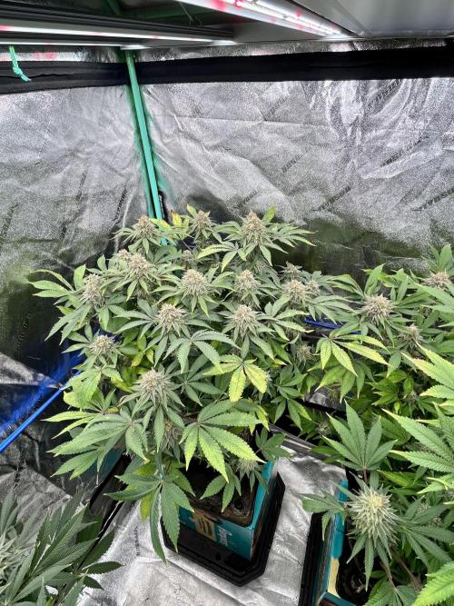 Blue Zushi. Week 17