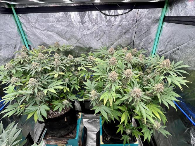 Blue Zushi. Week 17