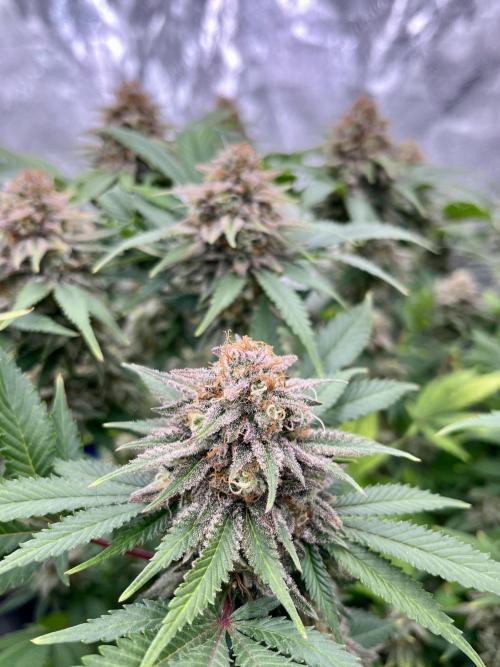 Blue Zushi. Week 17