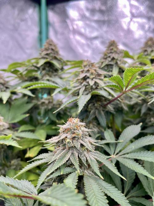 Blue Zushi. Week 17