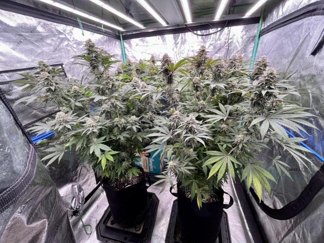 Blue Zushi. Week 17
