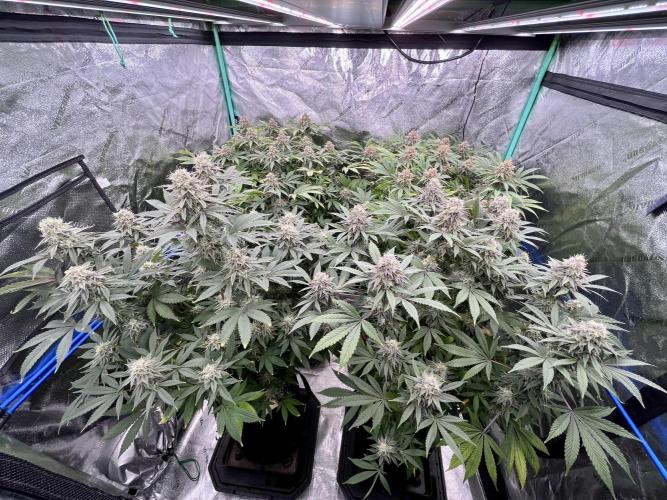 Blue Zushi. Week 17