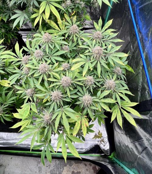 Blue Zushi. Week 18